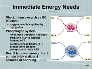 11-82
Immediate Energy Needs
• Short, intense exercise (100
m dash)
– oxygen need is supplied by
myoglobin
• Phosphagen system
– myokinase transfers Pi groups
from one ADP to another
forming ATP
– creatine kinase transfers Pi
groups from creatine
phosphate to make ATP
• Result is power enough for 1
minute brisk walk or 6
seconds of sprinting
 