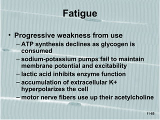 11-85
Fatigue
• Progressive weakness from use
– ATP synthesis declines as glycogen is
consumed
– sodium-potassium pumps fail to maintain
membrane potential and excitability
– lactic acid inhibits enzyme function
– accumulation of extracellular K+
hyperpolarizes the cell
– motor nerve fibers use up their acetylcholine
 