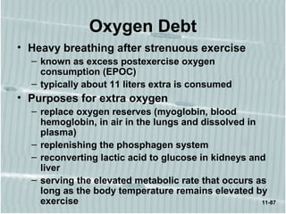 11-87
Oxygen Debt
• Heavy breathing after strenuous exercise
– known as excess postexercise oxygen
consumption (EPOC)
– typically about 11 liters extra is consumed
• Purposes for extra oxygen
– replace oxygen reserves (myoglobin, blood
hemoglobin, in air in the lungs and dissolved in
plasma)
– replenishing the phosphagen system
– reconverting lactic acid to glucose in kidneys and
liver
– serving the elevated metabolic rate that occurs as
long as the body temperature remains elevated by
exercise
 