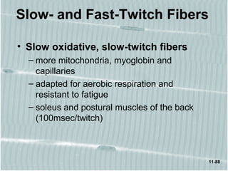 11-88
Slow- and Fast-Twitch Fibers
• Slow oxidative, slow-twitch fibers
– more mitochondria, myoglobin and
capillaries
– adapted for aerobic respiration and
resistant to fatigue
– soleus and postural muscles of the back
(100msec/twitch)
 