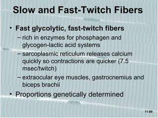 11-89
Slow and Fast-Twitch Fibers
• Fast glycolytic, fast-twitch fibers
– rich in enzymes for phosphagen and
glycogen-lactic acid systems
– sarcoplasmic reticulum releases calcium
quickly so contractions are quicker (7.5
msec/twitch)
– extraocular eye muscles, gastrocnemius and
biceps brachii
• Proportions genetically determined
 
