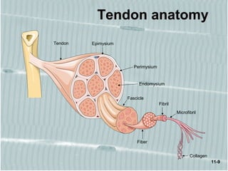 11-9
Tendon anatomyTendon anatomy
Tendon Epimysium
Fascicle
Fiber
Fibril
Collagen
Microfibril
Perimysium
Endomysium
 