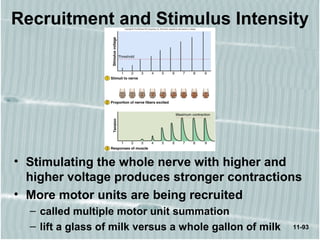 11-93
Recruitment and Stimulus Intensity
• Stimulating the whole nerve with higher and
higher voltage produces stronger contractions
• More motor units are being recruited
– called multiple motor unit summation
– lift a glass of milk versus a whole gallon of milk
 
