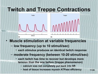 11-94
Twitch and Treppe Contractions
• Muscle stimulation at variable frequencies
– low frequency (up to 10 stimuli/sec)
• each stimulus produces an identical twitch response
– moderate frequency (between 10-20 stimuli/sec)
• each twitch has time to recover but develops more
tension than the one before (treppe phenomenon)
– calcium was not completely put back into SR
– heat of tissue increases myosin ATPase efficiency
 