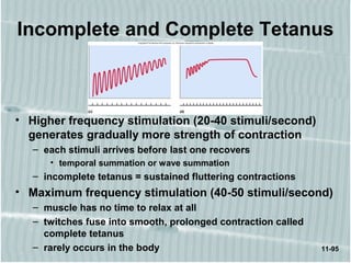 11-95
Incomplete and Complete Tetanus
• Higher frequency stimulation (20-40 stimuli/second)
generates gradually more strength of contraction
– each stimuli arrives before last one recovers
• temporal summation or wave summation
– incomplete tetanus = sustained fluttering contractions
• Maximum frequency stimulation (40-50 stimuli/second)
– muscle has no time to relax at all
– twitches fuse into smooth, prolonged contraction called
complete tetanus
– rarely occurs in the body
 