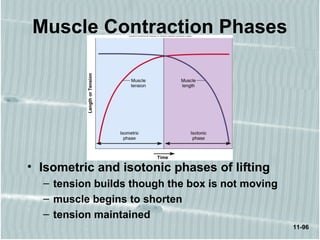 11-96
Muscle Contraction Phases
• Isometric and isotonic phases of lifting
– tension builds though the box is not moving
– muscle begins to shorten
– tension maintained
 