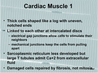 11-97
Cardiac Muscle 1
• Thick cells shaped like a log with uneven,
notched ends
• Linked to each other at intercalated discs
– electrical gap junctions allow cells to stimulate their
neighbors
– mechanical junctions keep the cells from pulling
apart
• Sarcoplasmic reticulum less developed but
large T tubules admit Ca+2 from extracellular
fluid
• Damaged cells repaired by fibrosis, not mitosis
 