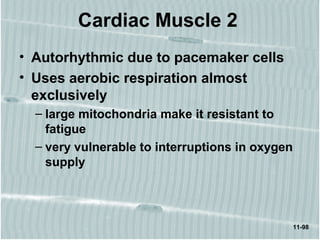 11-98
Cardiac Muscle 2
• Autorhythmic due to pacemaker cells
• Uses aerobic respiration almost
exclusively
– large mitochondria make it resistant to
fatigue
– very vulnerable to interruptions in oxygen
supply
 