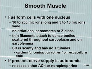 11-99
Smooth Muscle
• Fusiform cells with one nucleus
– 30 to 200 microns long and 5 to 10 microns
wide
– no striations, sarcomeres or Z discs
– thin filaments attach to dense bodies
scattered throughout sarcoplasm and on
sarcolemma
– SR is scanty and has no T tubules
• calcium for contraction comes from extracellular
fluid
• If present, nerve supply is autonomic
– releases either ACh or norepinephrine
 