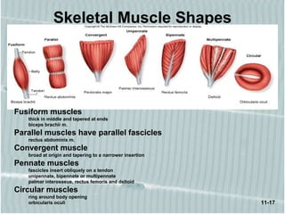Chap11 Muscle Tissue | PPT
