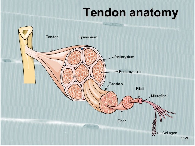 Epimysium Anatomy Definition - Anatomy Drawing Diagram