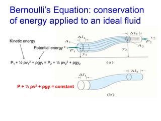 Bernoulli’s Equation: conservation
of energy applied to an ideal fluid
P1 + ½ ρv1
2 + ρgy1 = P2 + ½ ρv2
2 + ρgy2
P + ½ ρv2 + ρgy = constant
Kinetic energy
Potential energy
 