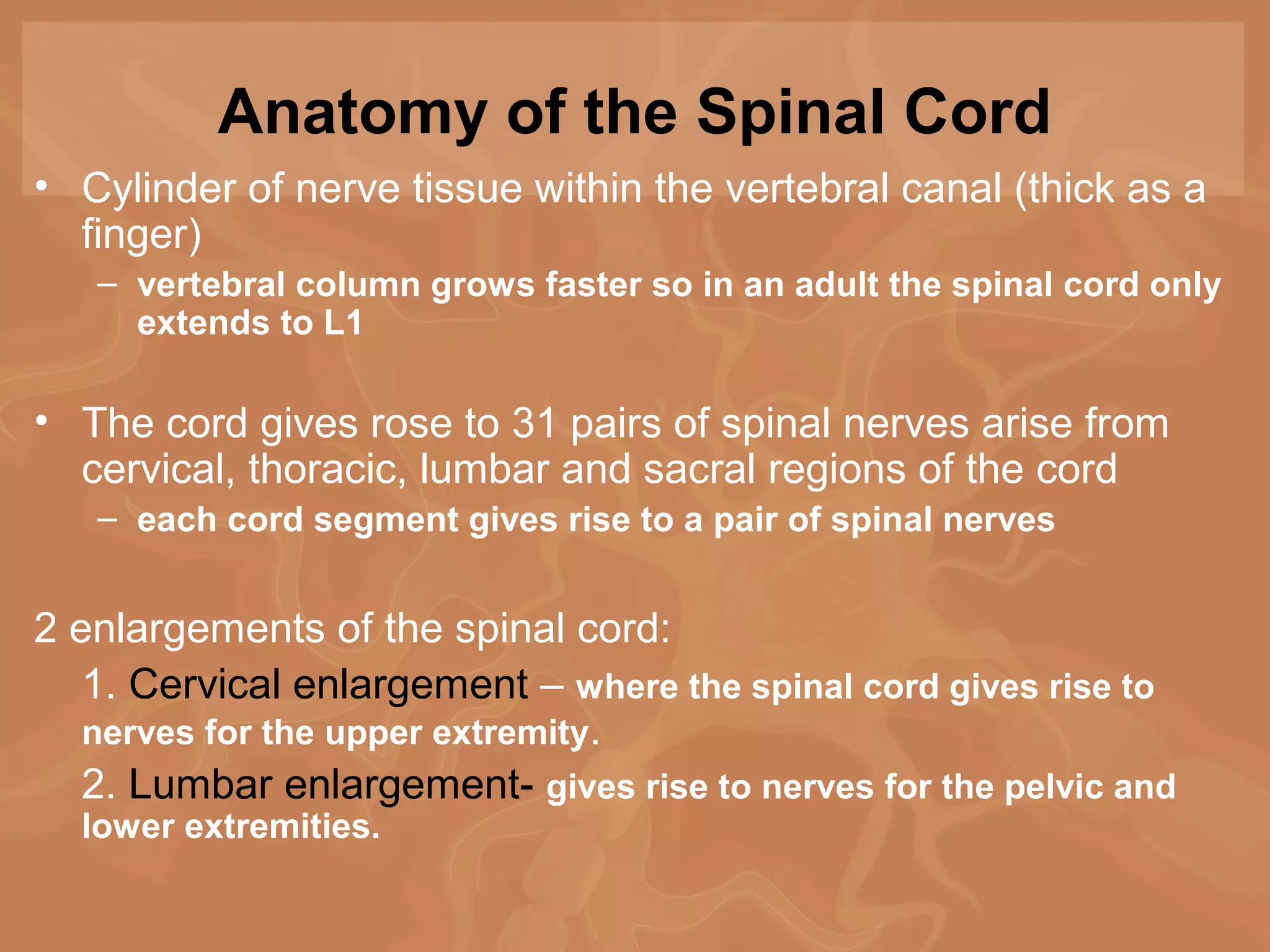Chap13 Spinal Cord powerpoint | PPT