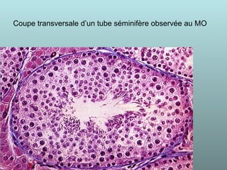 Coupe transversale d’un tube séminifère observée au MO
 
