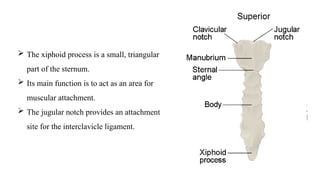 Split Xiphoid Process chap 16 support and movement final class 12th | PPTX