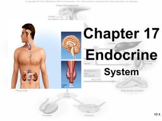 17-1
Chapter 17
Endocrine
System
 
