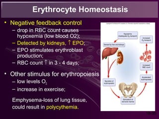 Stimulus For Rbc Production Chap18 blood | PPT