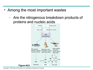 Among the most important wastes Are the nitrogenous breakdown products of proteins and nucleic acids Figure 44.8 Proteins Nucleic acids Amino acids Nitrogenous bases – N H 2 Amino groups Most aquatic animals, including most bony fishes Mammals, most amphibians, sharks, some bony fishes Many reptiles (including birds), insects, land snails Ammonia Urea Uric acid N H 3 N H 2 N H 2 O C C C N C O N H H C O N C H N O H 