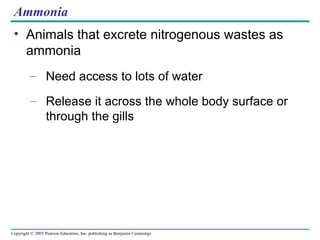 Ammonia Animals that excrete nitrogenous wastes as ammonia Need access to lots of water Release it across the whole body surface or through the gills 