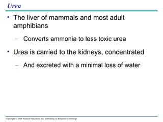 Urea The liver of mammals and most adult amphibians Converts ammonia to less toxic urea Urea is carried to the kidneys, concentrated And excreted with a minimal loss of water 