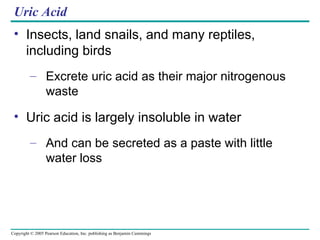 Uric Acid Insects, land snails, and many reptiles, including birds Excrete uric acid as their major nitrogenous waste Uric acid is largely insoluble in water And can be secreted as a paste with little water loss 