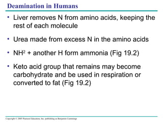 Deamination in Humans Liver removes N from amino acids, keeping the rest of each molecule Urea made from excess N in the amino acids NH 2  + another H form ammonia (Fig 19.2) Keto acid group that remains may become  carbohydrate and be used in respiration or converted to fat (Fig 19.2) 