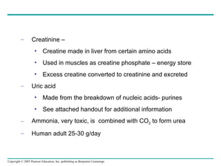 Creatinine –  Creatine made in liver from certain amino acids Used in muscles as creatine phosphate – energy store Excess creatine converted to creatinine and excreted Uric acid Made from the breakdown of nucleic acids- purines See attached handout for additional information Ammonia, very toxic, is  combined with CO 2  to form urea Human adult 25-30 g/day 
