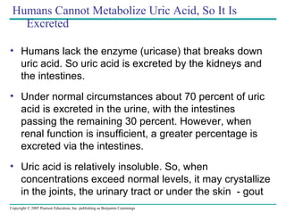 Humans Cannot Metabolize Uric Acid, So It Is Excreted Humans lack the enzyme (uricase) that breaks down uric acid. So uric acid is excreted by the kidneys and the intestines.  Under normal circumstances about 70 percent of uric acid is excreted in the urine, with the intestines passing the remaining 30 percent. However, when renal function is insufficient, a greater percentage is excreted via the intestines.  Uric acid is relatively insoluble. So, when concentrations exceed normal levels, it may crystallize in the joints, the urinary tract or under the skin  - gout 