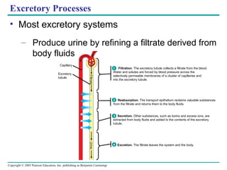 Excretory Processes Most excretory systems Produce urine by refining a filtrate derived from body fluids Filtration.  The excretory tubule collects a filtrate from the blood. Water and solutes are forced by blood pressure across the  selectively permeable membranes of a cluster of capillaries and  into the excretory tubule. Reabsorption.  The transport epithelium reclaims valuable substances  from the filtrate and returns them to the body fluids. Secretion.  Other substances, such as toxins and excess ions, are  extracted from body fluids and added to the contents of the excretory  tubule. Excretion.  The filtrate leaves the system and the body. Capillary Excretory tubule Filtrate Urine 1 2 3 4 