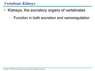 Vertebrate Kidneys Kidneys, the excretory organs of vertebrates Function in both excretion and osmoregulation 
