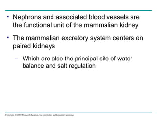 Nephrons and associated blood vessels are the functional unit of the mammalian kidney The mammalian excretory system centers on paired kidneys Which are also the principal site of water balance and salt regulation 