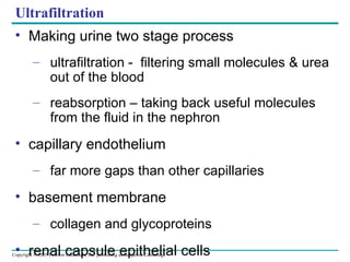 Ultrafiltration Making urine two stage process ultrafiltration -  filtering small molecules & urea out of the blood  reabsorption – taking back useful molecules from the fluid in the nephron capillary endothelium far more gaps than other capillaries basement membrane collagen and glycoproteins renal capsule epithelial cells 