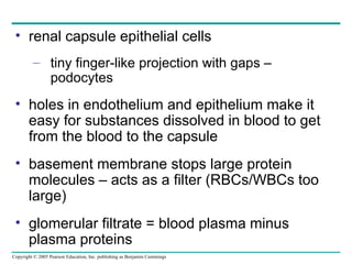 renal capsule epithelial cells tiny finger-like projection with gaps – podocytes holes in endothelium and epithelium make it easy for substances dissolved in blood to get from the blood to the capsule basement membrane stops large protein molecules – acts as a filter (RBCs/WBCs too large) glomerular filtrate = blood plasma minus plasma proteins 
