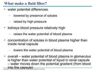 What make a fluid filter? water potential differences lowered by presence of solutes raised by high pressure kidneys blood pressure relatively high raises the water potential of blood plasma concentration of solutes in blood plasma higher than inside renal capsule lowers the water potential of blood plasma overall – water potential of blood plasma in glomerulus is higher than water potential of liquid in renal capsule – water moves down the potential gradient (from blood into the capsule) 