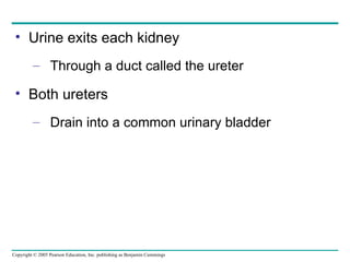 Urine exits each kidney Through a duct called the ureter Both ureters Drain into a common urinary bladder 