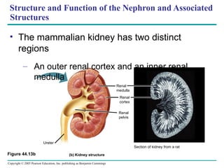 Structure and Function of the Nephron and Associated Structures The mammalian kidney has two distinct regions An outer renal cortex and an inner renal medulla (b) Kidney structure Ureter Section of kidney from a rat Renal medulla Renal cortex Renal pelvis Figure 44.13b 