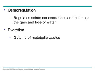 Osmoregulation Regulates solute concentrations and balances the gain and loss of water Excretion Gets rid of metabolic wastes 