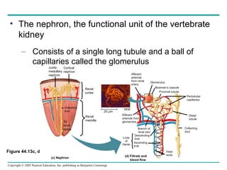 The nephron, the functional unit of the vertebrate kidney Consists of a single long tubule and a ball of capillaries called the glomerulus Figure 44.13c, d Juxta- medullary nephron Cortical nephron Collecting duct To  renal pelvis Renal cortex Renal medulla 20 µm Afferent arteriole from renal artery Glomerulus Bowman’s capsule Proximal tubule Peritubular capillaries SEM Efferent arteriole from glomerulus Branch of renal vein Descending limb Ascending limb Loop of Henle Distal  tubule Collecting duct (c) Nephron Vasa recta (d) Filtrate and  blood flow 