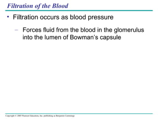 Filtration of the Blood Filtration occurs as blood pressure Forces fluid from the blood in the glomerulus into the lumen of Bowman’s capsule 