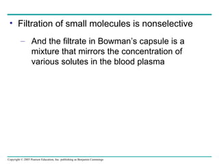 Filtration of small molecules is nonselective And the filtrate in Bowman’s capsule is a mixture that mirrors the concentration of various solutes in the blood plasma 