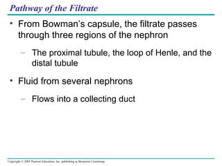 Pathway of the Filtrate From Bowman’s capsule, the filtrate passes through three regions of the nephron The proximal tubule, the loop of Henle, and the distal tubule Fluid from several nephrons Flows into a collecting duct 