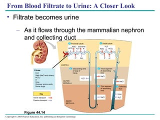 From Blood Filtrate to Urine: A Closer Look Filtrate becomes urine As it flows through the mammalian nephron and collecting duct Figure 44.14 Proximal tubule Filtrate H 2 O Salts (NaCl and others) HCO 3 – H + Urea Glucose; amino acids Some drugs Key Active transport Passive transport CORTEX OUTER MEDULLA INNER MEDULLA Descending limb of loop of Henle Thick segment of ascending limb Thin segment of ascending limb Collecting duct NaCl NaCl NaCl Distal tubule NaCl Nutrients Urea H 2 O NaCl H 2 O H 2 O HCO 3  K + H + NH 3 HCO 3  K + H + H 2 O 1 4 3 2 3 5 