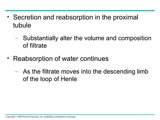 Secretion and reabsorption in the proximal tubule Substantially alter the volume and composition of filtrate Reabsorption of water continues As the filtrate moves into the descending limb of the loop of Henle 