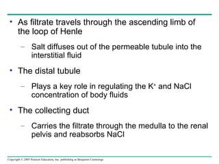 As filtrate travels through the ascending limb of the loop of Henle Salt diffuses out of the permeable tubule into the interstitial fluid The distal tubule Plays a key role in regulating the K +  and NaCl concentration of body fluids The collecting duct Carries the filtrate through the medulla to the renal pelvis and reabsorbs NaCl 