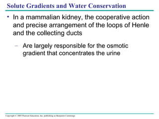 Solute Gradients and Water Conservation In a mammalian kidney, the cooperative action and precise arrangement of the loops of Henle and the collecting ducts Are largely responsible for the osmotic gradient that concentrates the urine 