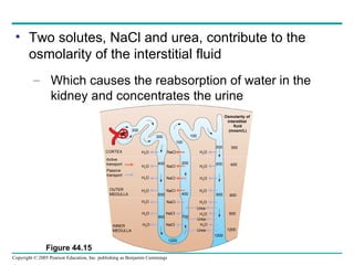 Two solutes, NaCl and urea, contribute to the osmolarity of the interstitial fluid Which causes the reabsorption of water in the kidney and concentrates the urine Figure 44.15 H 2 O H 2 O H 2 O H 2 O H 2 O H 2 O H 2 O NaCl NaCl NaCl NaCl NaCl NaCl NaCl 300 300 100 400 600 900 1200 700 400 200 100 Active transport Passive transport OUTER MEDULLA INNER MEDULLA CORTEX H 2 O Urea H 2 O Urea H 2 O Urea H 2 O H 2 O H 2 O H 2 O 1200 1200 900 600 400 300 600 400 300 Osmolarity of  interstitial  fluid (mosm/L) 300 