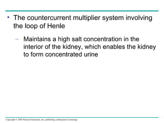 The countercurrent multiplier system involving the loop of Henle Maintains a high salt concentration in the interior of the kidney, which enables the kidney to form concentrated urine 