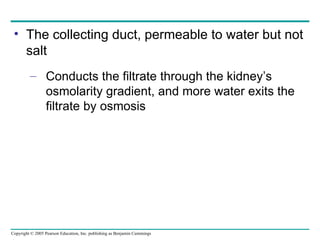 The collecting duct, permeable to water but not salt Conducts the filtrate through the kidney’s osmolarity gradient, and more water exits the filtrate by osmosis 