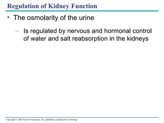 Regulation of Kidney Function The osmolarity of the urine Is regulated by nervous and hormonal control of water and salt reabsorption in the kidneys 