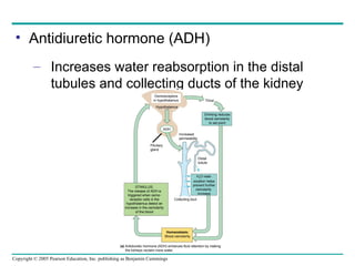Antidiuretic hormone (ADH) Increases water reabsorption in the distal tubules and collecting ducts of the kidney (a)  Antidiuretic hormone (ADH) enhances fluid retention by making the kidneys reclaim more water. Osmoreceptors in hypothalamus Drinking reduces blood osmolarity to set point H 2 O reab- sorption helps prevent further osmolarity  increase STIMULUS: The release of ADH is triggered when osmo- receptor cells in the hypothalamus detect an increase in the osmolarity of the blood Homeostasis: Blood osmolarity Hypothalamus ADH Pituitary gland Increased permeability Thirst Collecting duct Distal tubule 